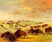 Buffalo Bulls Fighting in Running Season-Upper Missouri